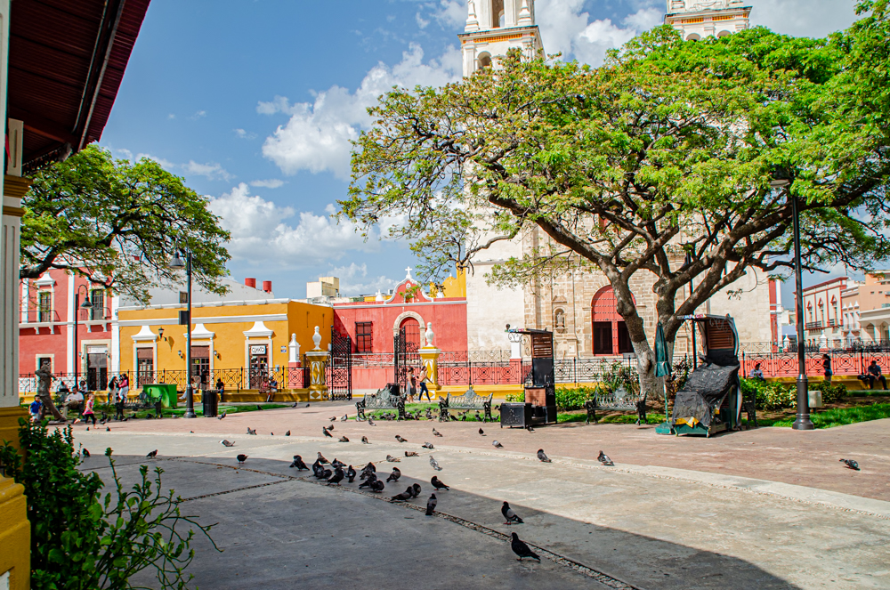 A vibrant daytime scene in a central square in Campeche, Mexico, featuring a historic cathedral with a bell tower, a yellow and red building, and numerous pigeons on the ground