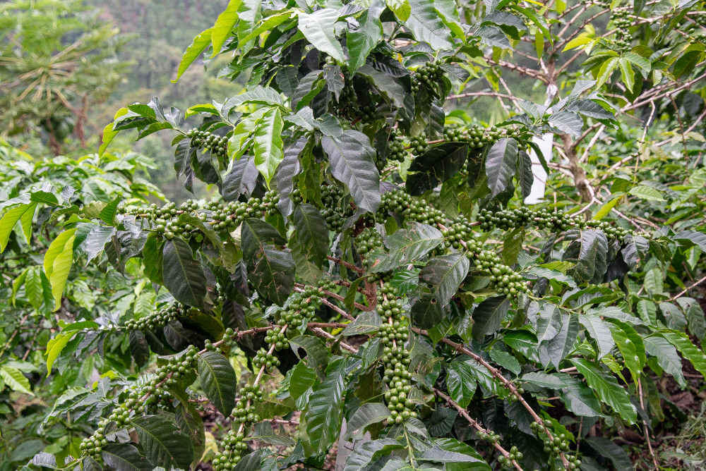 A lush coffee plant with clusters of green coffee cherries growing in Chiapas