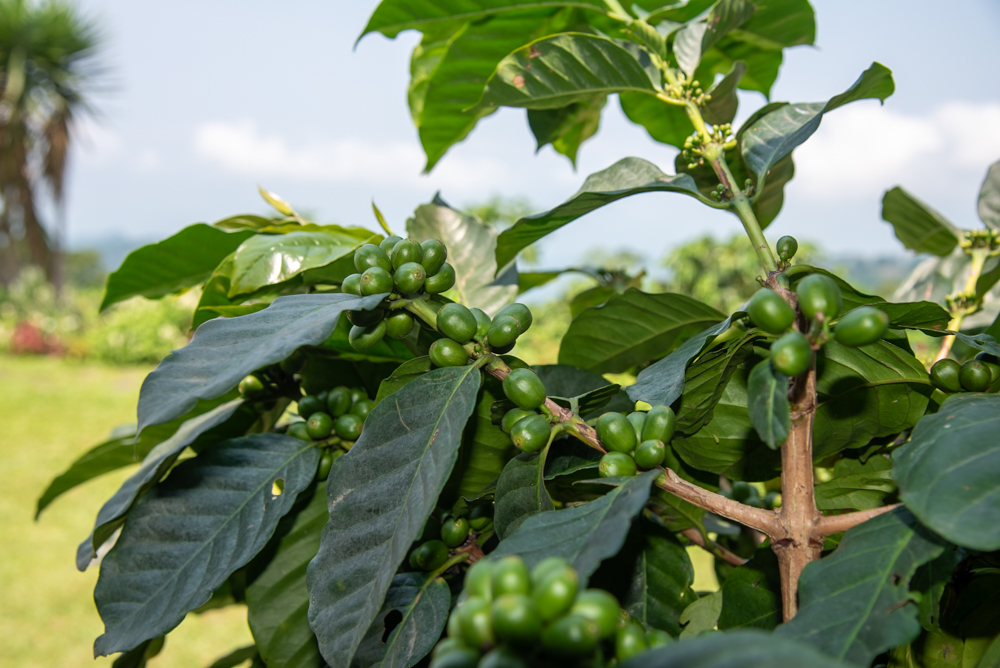A coffee plant with green coffee cherries growing on its branches in a hacienda in the middle of the forrest in Chiapas.